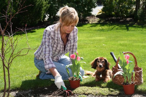 Local tree care specialist preparing a tree for seasonal pruning